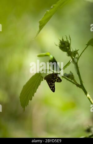 Speckled wood, Pararge aegeria, butterfly hangs upside down underneath a bramble, Robus fruticosus, Tooting Commons, Wandsworth, London UK Stock Photo