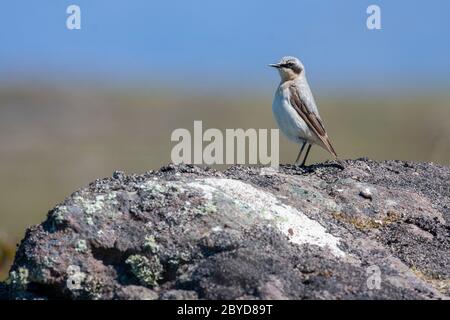 Adult male wheatear, Oenanthe oenanthe, perched on a large rock. Handa Island, Sutherland, Scottish highlands UK Stock Photo