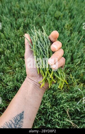 A handful of pickleweed (aka sea asparagus), harvested in Haida Gwaii, British Columbia Stock Photo