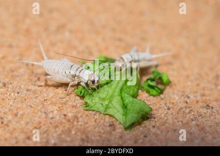 live crickets in white calcium eating a leaf of salad on sand. Cricket in  terrarium. feeder insect. Acheta domesticus species. house cricket. macro  photography. lizard food Stock Photo - Alamy