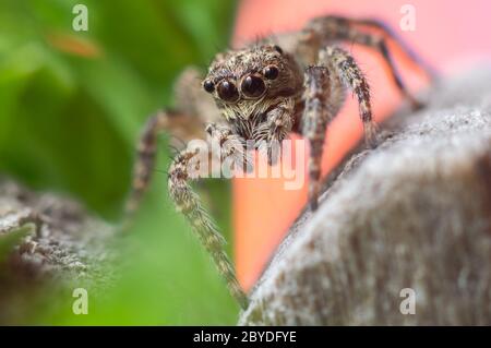 Gray wall jumping spider, Menemerus bivittatus spider Stock Photo