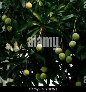 group of green mangoes in a tree Stock Photo