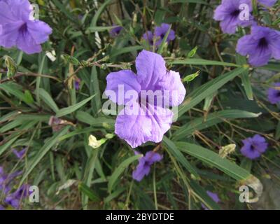 Purple petunias bloom in a flower garden Stock Photo