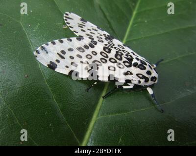 Closeup view of a giant leopard moth, with its characteristic spots, on a green leaf Stock Photo