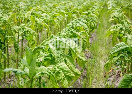 Tobacco leaf crops growing in tobacco plantation field before harvest，Fujian,China Stock Photo