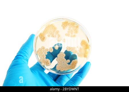 fungi microorganisms on agar plate Stock Photo