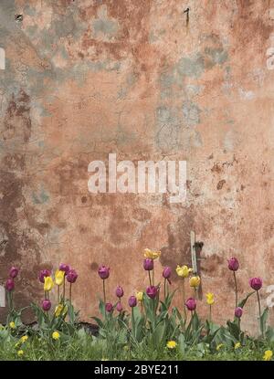 grunge wall with tulips Stock Photo