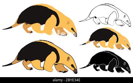 Anteater mirim in front view Stock Vector