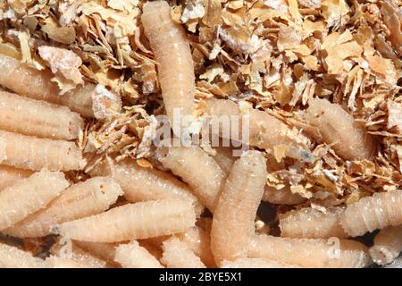 Fly larvae close-up as bait for fishing and medicine. Full screen  background Stock Photo - Alamy