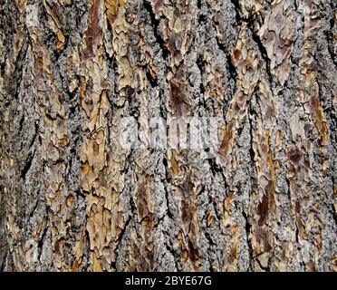 The texture of tree bark Stock Photo