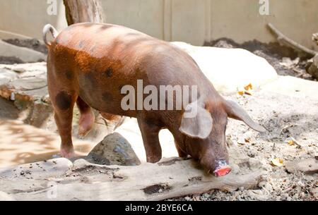 The big good-natured pig lies in a puddle Stock Photo