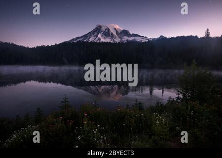 Wildflowers in Mount Rainier National Park, Washington. Magenta paintbrush at Reflection lake Stock Photo