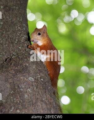 funny squirrel eats a nut Stock Photo