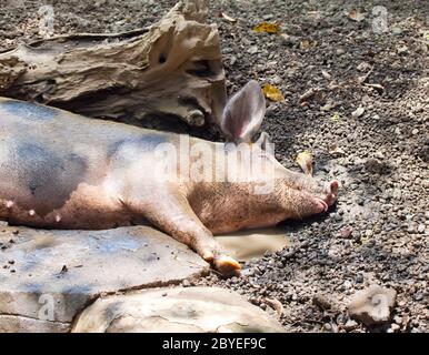 The big  pig lies in a puddle Stock Photo