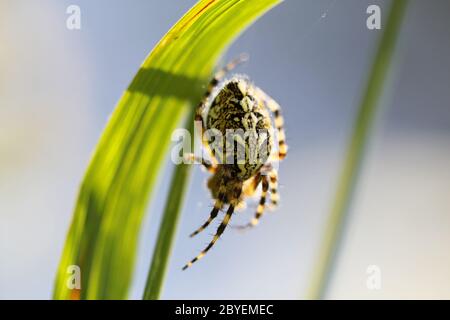 Spider sitting on web Stock Photo