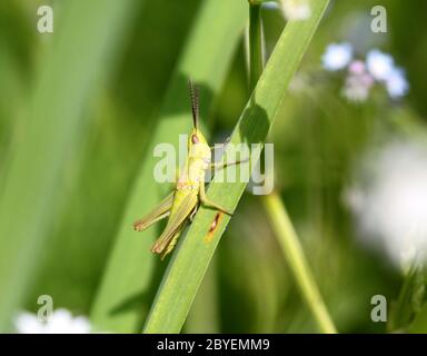 Smith sits on a green grass Stock Photo