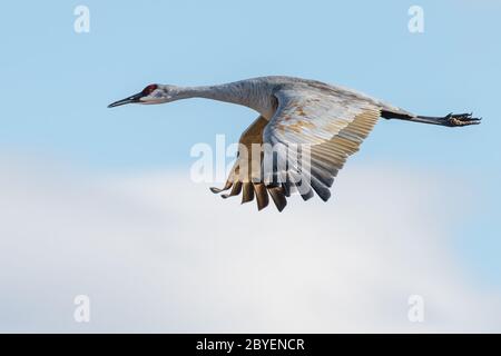 One sandhill crane in flight with blue sky background. Stock Photo