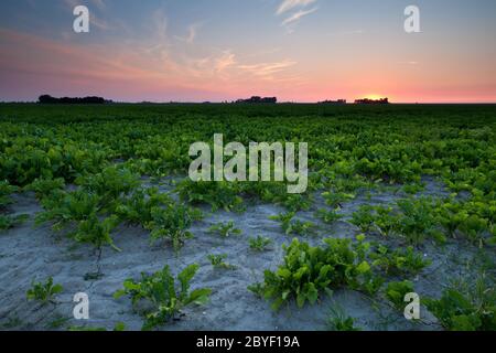 summer sunset over  beet field Stock Photo