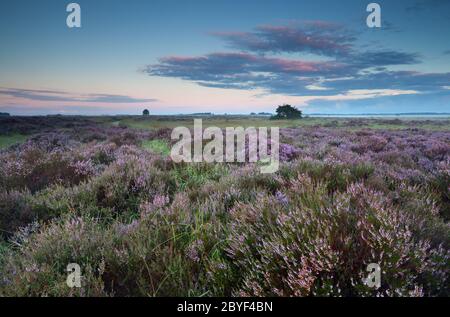 flowering pink heather at sunrise Stock Photo