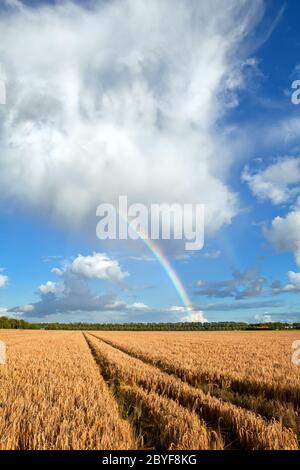 The Rainbow over a field after thunderstorm Stock Photo - Alamy