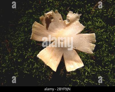 Cultivated mushroom Stock Photo