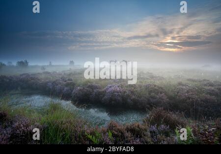 Misty sunrise over swamp with flowering heather Stock Photo