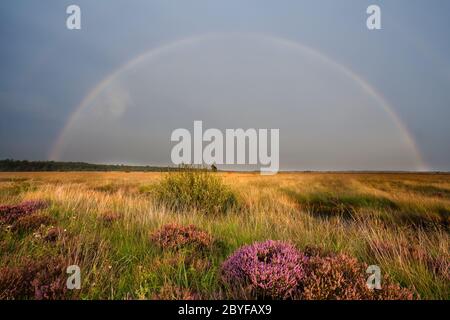 colorful rainbow over swamp with heather Stock Photo