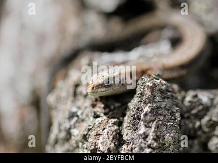 Little brown lizard on a tree Stock Photo