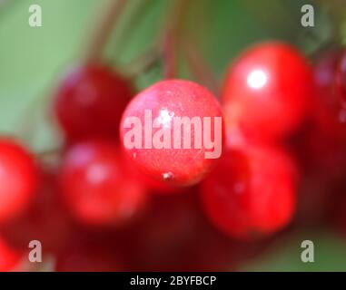 Red berries of Viburnum on a red background Stock Photo