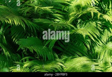 Fern leaves close up. Natural green background. Close up. Stock Photo