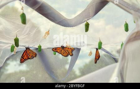 Monarch butterflies emerging in butterfly raising habitat. Several chrysalises hanging from the cage ceiling. Emerged butterflies drying their wings. Stock Photo