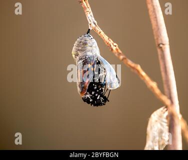 Monarch butterfly (danaus plexippus) emerging from the chrysalis on milkweed branch Stock Photo