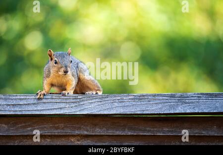 Cute Eastern fox squirrel (Sciurus niger) sitting on a wooden fence in the backyard. Natural green background with copy space Stock Photo