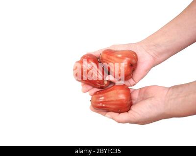 Female hands holding exotic apples rose, isolated on white Stock Photo