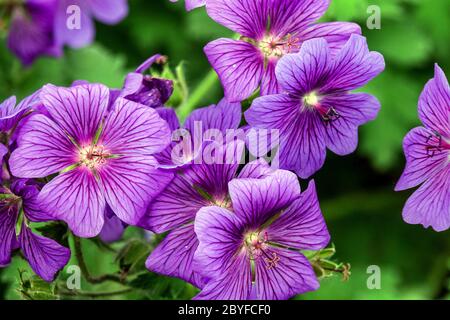 Geranium x magnificum ‘Rosemoor’ Stock Photo