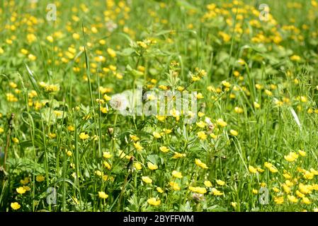 Bright yellow flowers of buttercups in a forest glade on a sunny day. Natural summer background Stock Photo