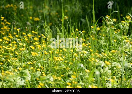 Bright yellow flowers of buttercups in a forest glade on a sunny day. Natural summer background Stock Photo