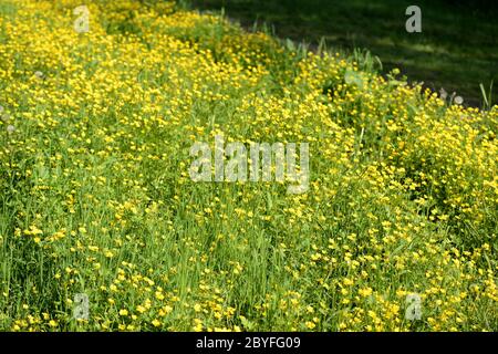 Bright yellow flowers of buttercups in a forest glade on a sunny day. Natural summer background Stock Photo