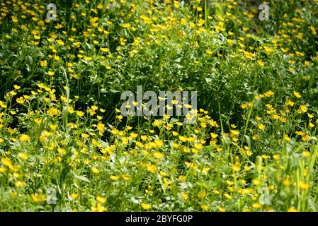 Bright yellow flowers of buttercups in a forest glade on a sunny day. Natural summer background Stock Photo