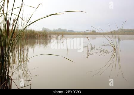 landscape with stems of reeds reflected in water Stock Photo