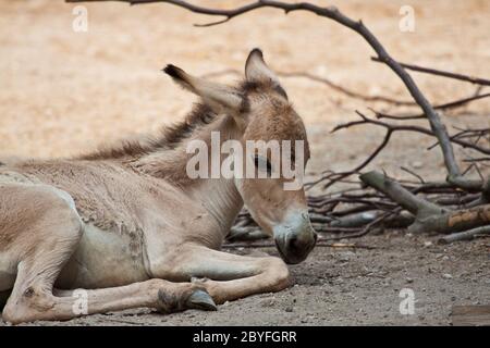 Onager (Equus hemionus) Stock Photo