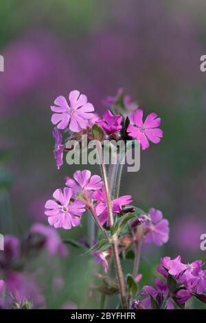Red Campion (Silene Dioica), Also Known as the Devil's Flower or Ragged Jack Stock Photo