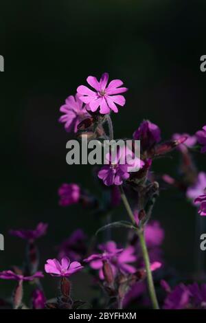 Red Campion (Silene Dioica) in Shade with Several Flowers Highlighted by Sunlight Stock Photo