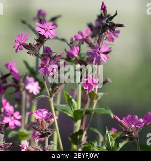 Magenta Flowers of Red Campion (Silene Dioica), also known as Adder's Flower Stock Photo