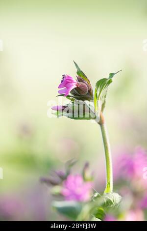 A Red Campion Flower (Silene Dioica) in Sunlight Against a Light Background Stock Photo