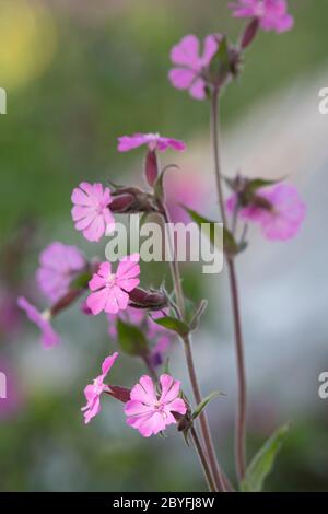 Detail of the Plant Red Campion (Silene Dioica), also known as Devil's Flower Stock Photo