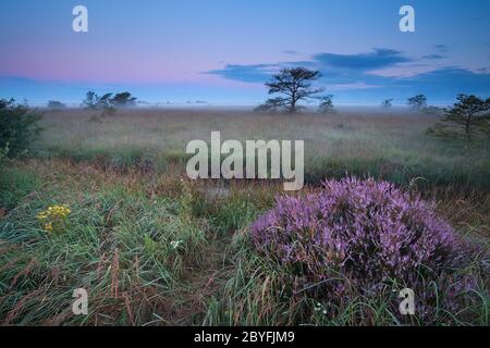 flowering wild heather in misty sunrise Stock Photo