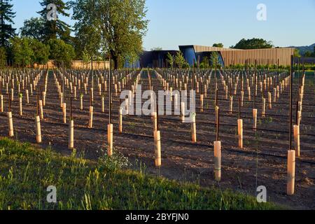 Rows of protected young grape vines in a vineyard with a winery building in Sonoma County California USA. Stock Photo