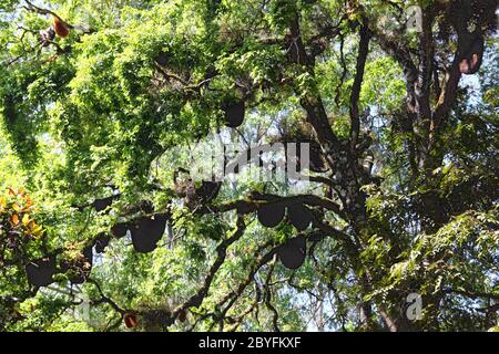 wild bees beehive on tree Stock Photo