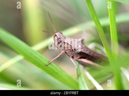 Brown grasshopper sits in a green grass Stock Photo